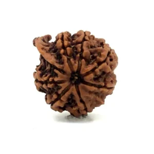 Ganesh Rudraksha (गणेश रुद्राक्ष)